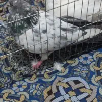 کله دار|پرنده|رزن, |دیوار