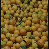 آبگیری نارنج رایگان