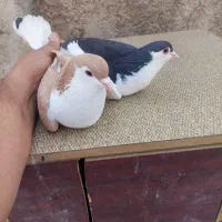 یکجفت کبوتر ساده|پرنده|پاکدشت, پاکدشت (مامازند)|دیوار