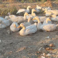 ۸۰عدد اردک پکنی تخم گذار|حیوانات مزرعه|گرگان, |دیوار