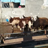 هفت راس بره قوچی بفروش میرسد