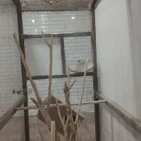 قفس بزرگ پرنده|لوازم جانبی حیوانات|تهران, شهرک استقلال|دیوار