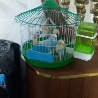 فروش ۱جفت مرغ عشق