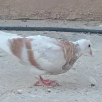 جوجه شازده زرد|پرنده|قم, صفاشهر|دیوار