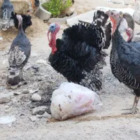 بوقلمون|حیوانات مزرعه|آبپخش, |دیوار