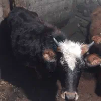 گوساله ۱ساله