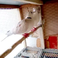 یک جفت کبوتر زینتی خارجی|پرنده|لاهیجان, گلستان|دیوار