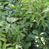 نهال انبه ۲ ساله|خدمات باغبانی و درختکاری|منوجان, |دیوار