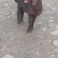 قوچ|حیوانات مزرعه|علی‌آباد کتول, |دیوار