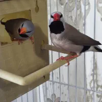 فنچ کراواتی