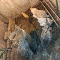 مرغ بومی وکوشین و لهستانی