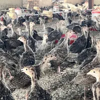 جوجه بوقلمون نیمچه برنز