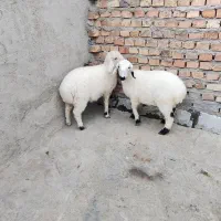 دوتا2تا بره دوقلو نر و ماده/خانگی نان خور وجوخور|حیوانات مزرعه|زاهدان, |دیوار