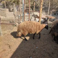 گوسفند|حیوانات مزرعه|کهریزک, |دیوار