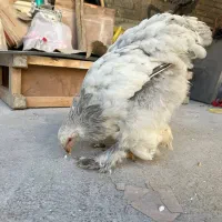 مرغ اصیل براهما بلولایت ۸ ماهه|حیوانات مزرعه|بانه, |دیوار