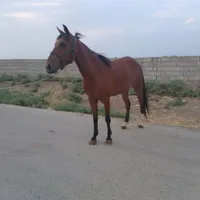 اسب مادیان کاسپین فروشی