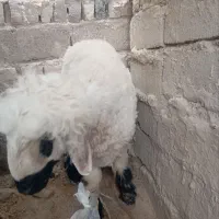 بره بزرگ نر فروشی