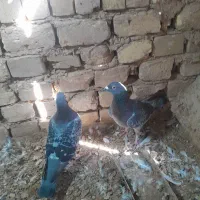 سینه سیاه، و پلاکی کبوتر|پرنده|تاکستان, |دیوار