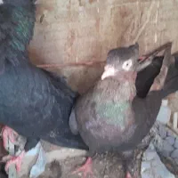 یه جفت نر و ماده ابادانی با جوجه|پرنده|قم, آزادگان|دیوار
