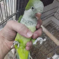 جفت نرو ماده راهب سبز یک ساله