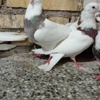 کبوتر طوقی|پرنده|شادگان, |دیوار