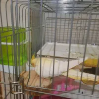 یک‌جفت‌عروس‌هلندی مولدوراموخیلی‌آرام