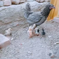 ماکیان شهری با ۵ تا جوجه لاری