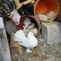 دمچتری با جوجه|پرنده|شهرکرد, |دیوار