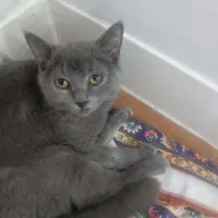 بریتیش بلو 2 تا