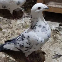 کفتر بلژیکی شهرستانی دورگ|پرنده|وحیدیه, |دیوار