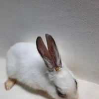 خرگوش خانگی|موش و خرگوش|کرج, اسلام‌آباد|دیوار