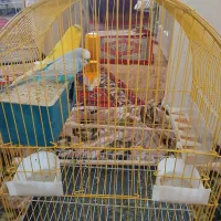 مرغ عشق با قفس