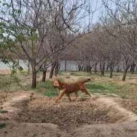 سگ ماده ریشی