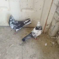 یه تعداد کبوتر خوب و پرشی،