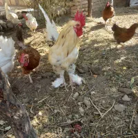 خروس خشگل فقط ۱۵۰۰