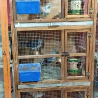 قفس جفتکن کبوتر