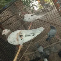 کبوتر همه رنگ