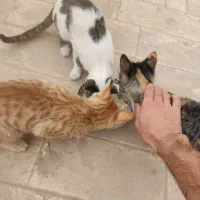 واگذاری بچه گربه|گربه|قم, پردیسان|دیوار