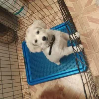 سگ کوچولو|سگ|اصفهان, خانه اصفهان|دیوار