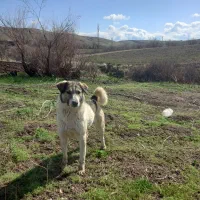 سگ گله ماده