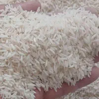 فروش برنج طارم
