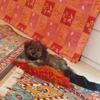 سگ شیتزو کوچولو 10سانتی