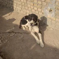 سگ درشت|سگ|قوچان, |دیوار