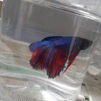 فروشگاه ماهی فایتر|ماهی|اصفهان, هفتون|دیوار