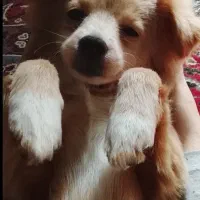 سگ اشپیز واگذاری|سگ|کرمانشاه, |دیوار