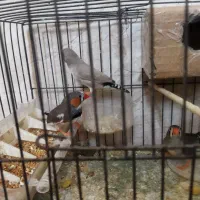 فنچ