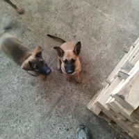 سگ مالینویز