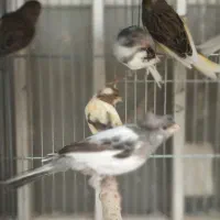 قناری|پرنده|شیراز, پانصد دستگاه ارتش|دیوار