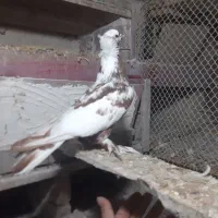 طوقی اویناق|پرنده|نمین, |دیوار