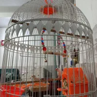 دوعددفنچ باقفس|پرنده|پاکدشت, پاکدشت (مامازند)|دیوار